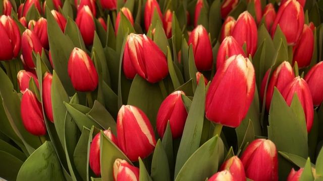 Теплица с тюльпанами ЛУКОГОН