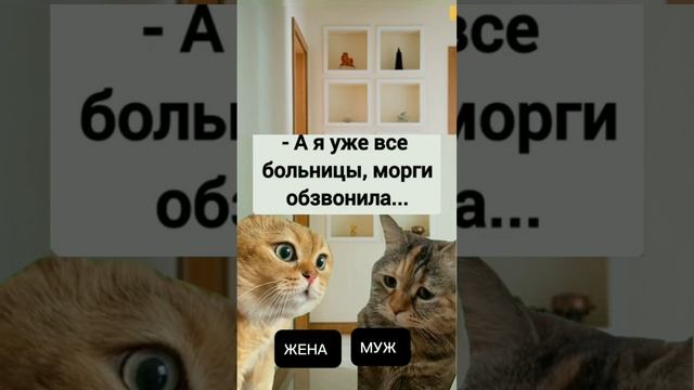 Ты где так долго был? Котики в тренде. #смешныеистории #мемы #юмор#смешныекотики