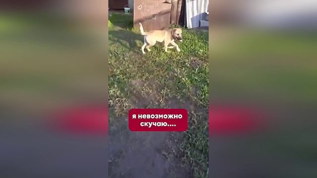 Цезарь ждёт своего человека🐕