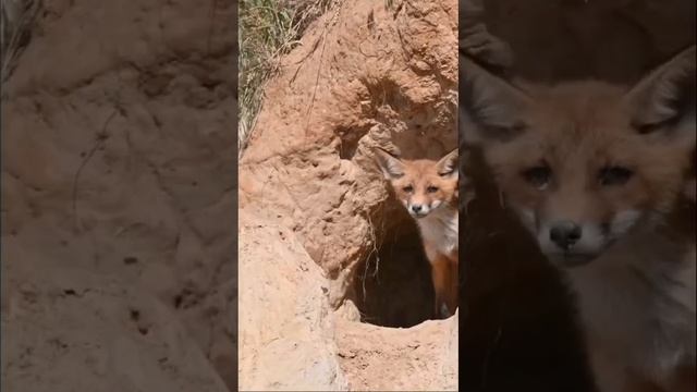 Лисята / Fox cubs #fox #Redfox #foxcubs #лиса #лисята #природаростовскойобласти #ростовскаяобласть