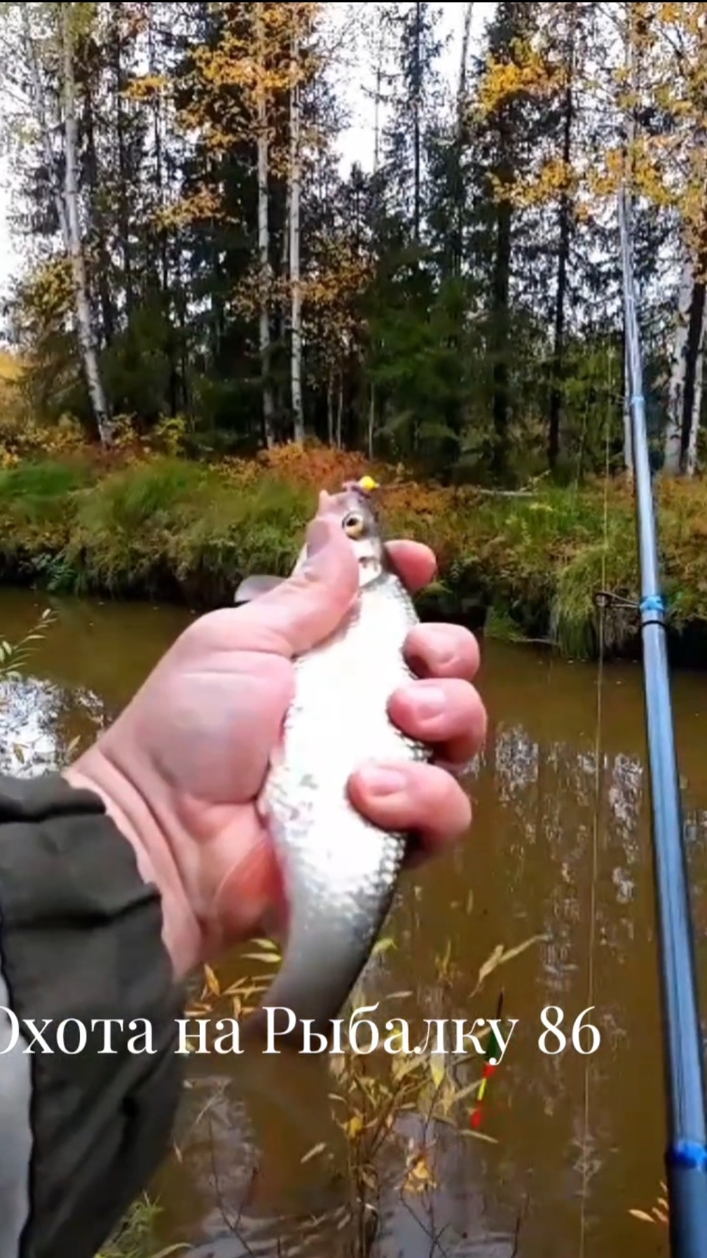 Таежный ручей  #чебак #ручей #налим #рыбалка #щука #спининг #fishing #pike #pikefishing