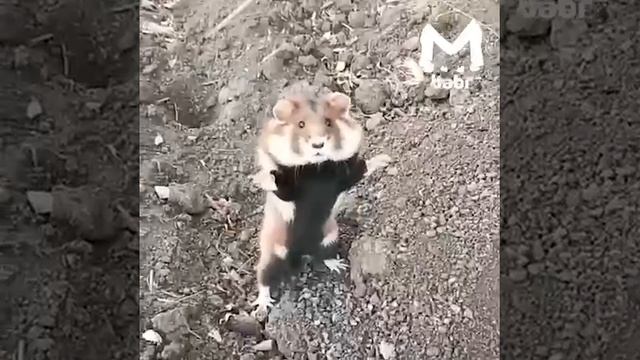 Бесстрашный хомяк...