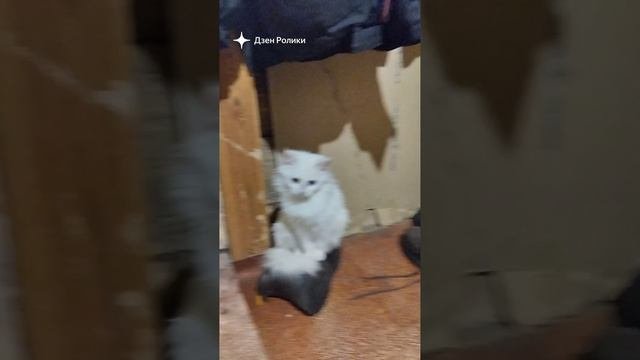 котёнок