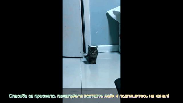 прикольные животные