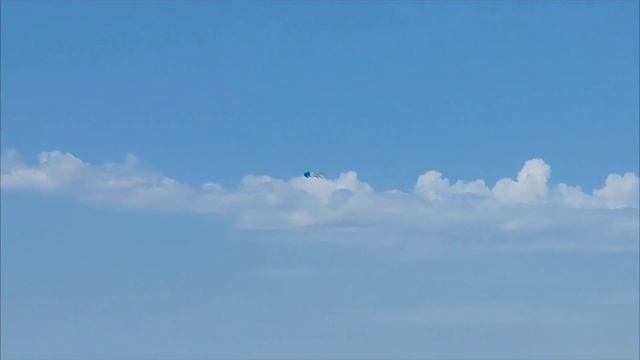 На пляже появилось много отдыхающих животных. Собаки, как дети резвятся в воде  и играют.
