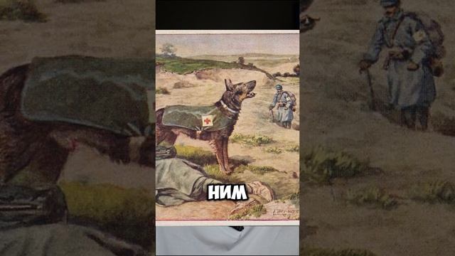 Как собаки спасали людей во время Первой Мировой войны