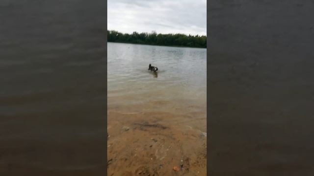 Тайсон сам заходит в воду. Купаемся с Тайсоном | Шепски (метис хаски)