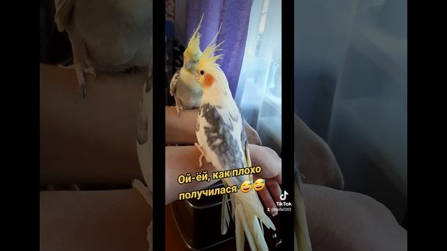 Попугайчик Гошка ❤🦜 любимыепитомцы корелла