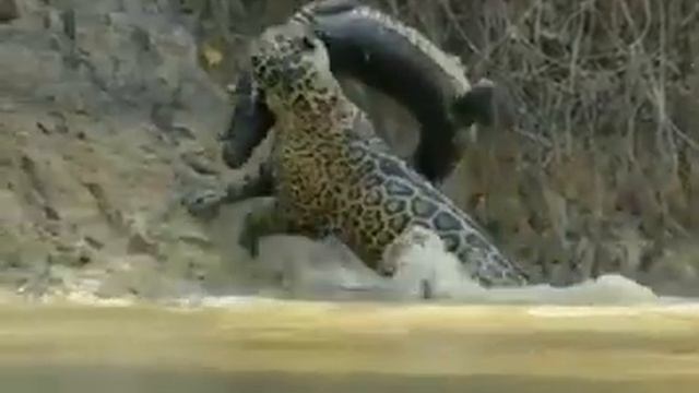 OH MY GOD, THE JAW POWER OF THE JAGUAR IS IMMENSE...UNBELIEVABLE