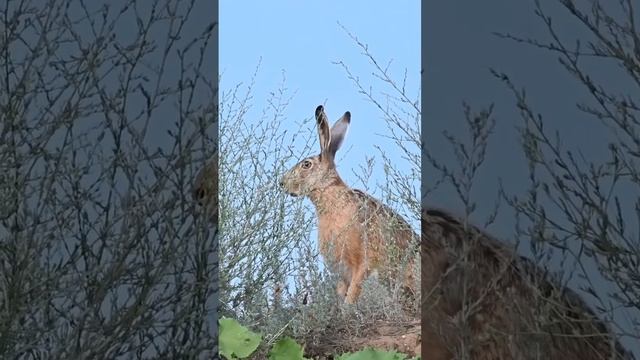 Заяц-русак | Brown hare #wildlife #hare #заяц