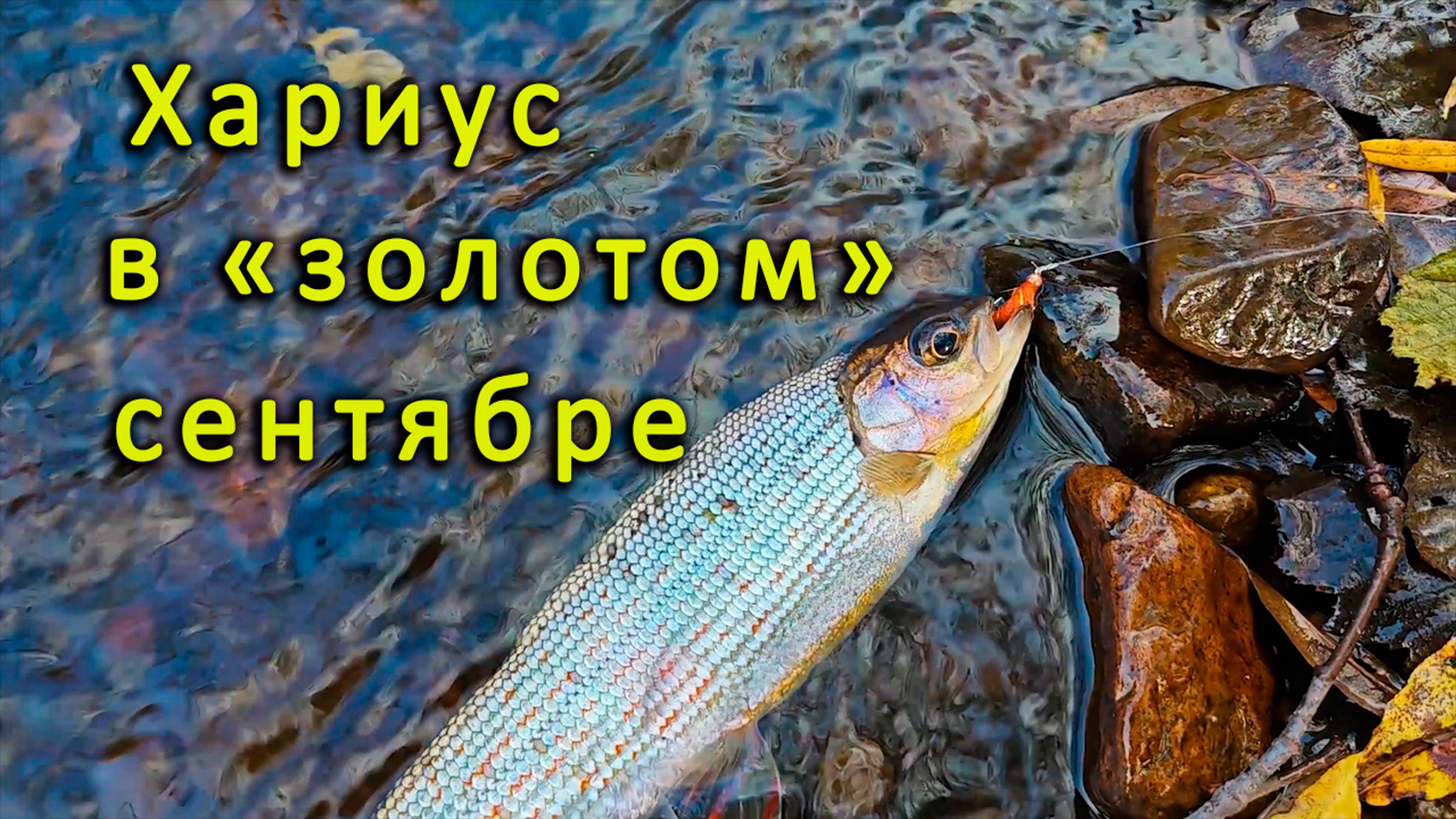 Хариус в "золотом" сентябре. Рыбалка на таёжной речке