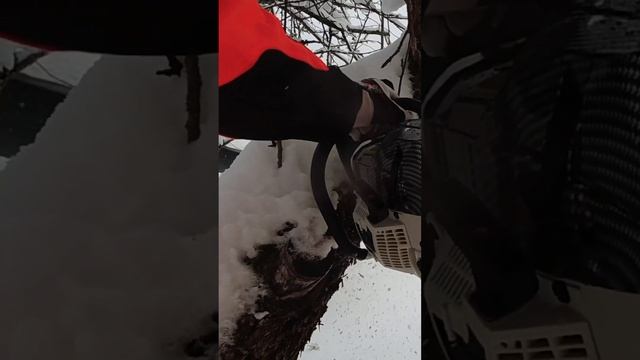 Вальщик без опыта с бензопилой - это опасно #бензопила #опасность