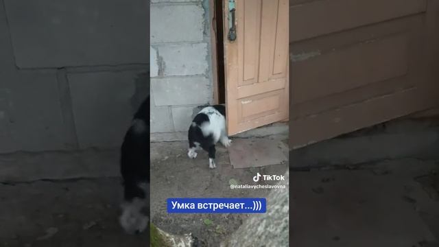 Как Умка встречает...)))