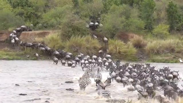 Como nacen las panteras negras - epic wild animal battles