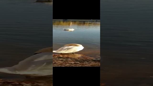 Лебеди на пруду🦢👍🍁