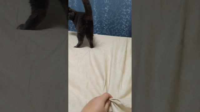 #shorts Самый главный помощник по хозяйству 😁 #уборка #кот #cat #октябрь #игра #мурзик