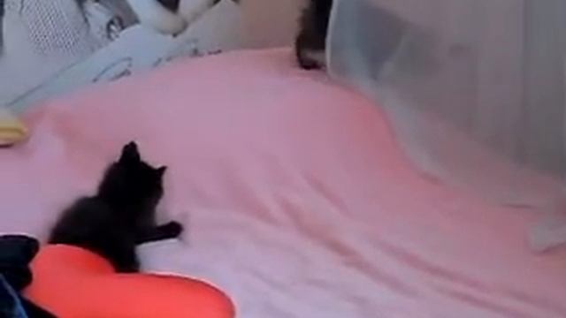 котята в добрые руки!ждут своих хозяев на щукинской!!!