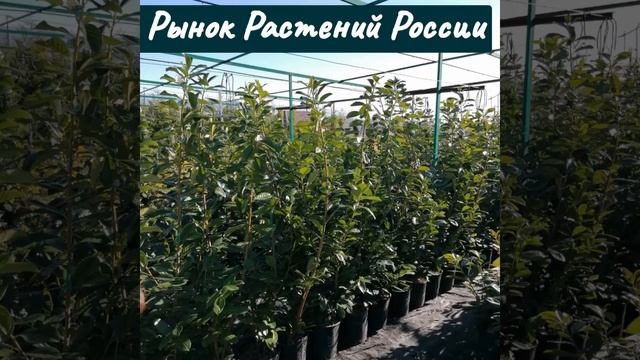 группа рынок растениы в телеграм