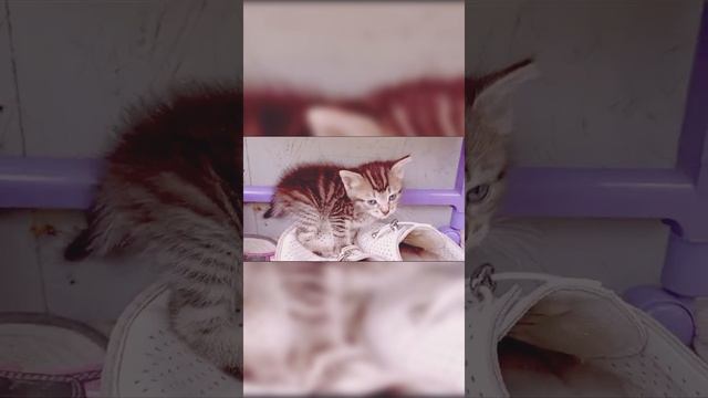 Котики 🐈⬛