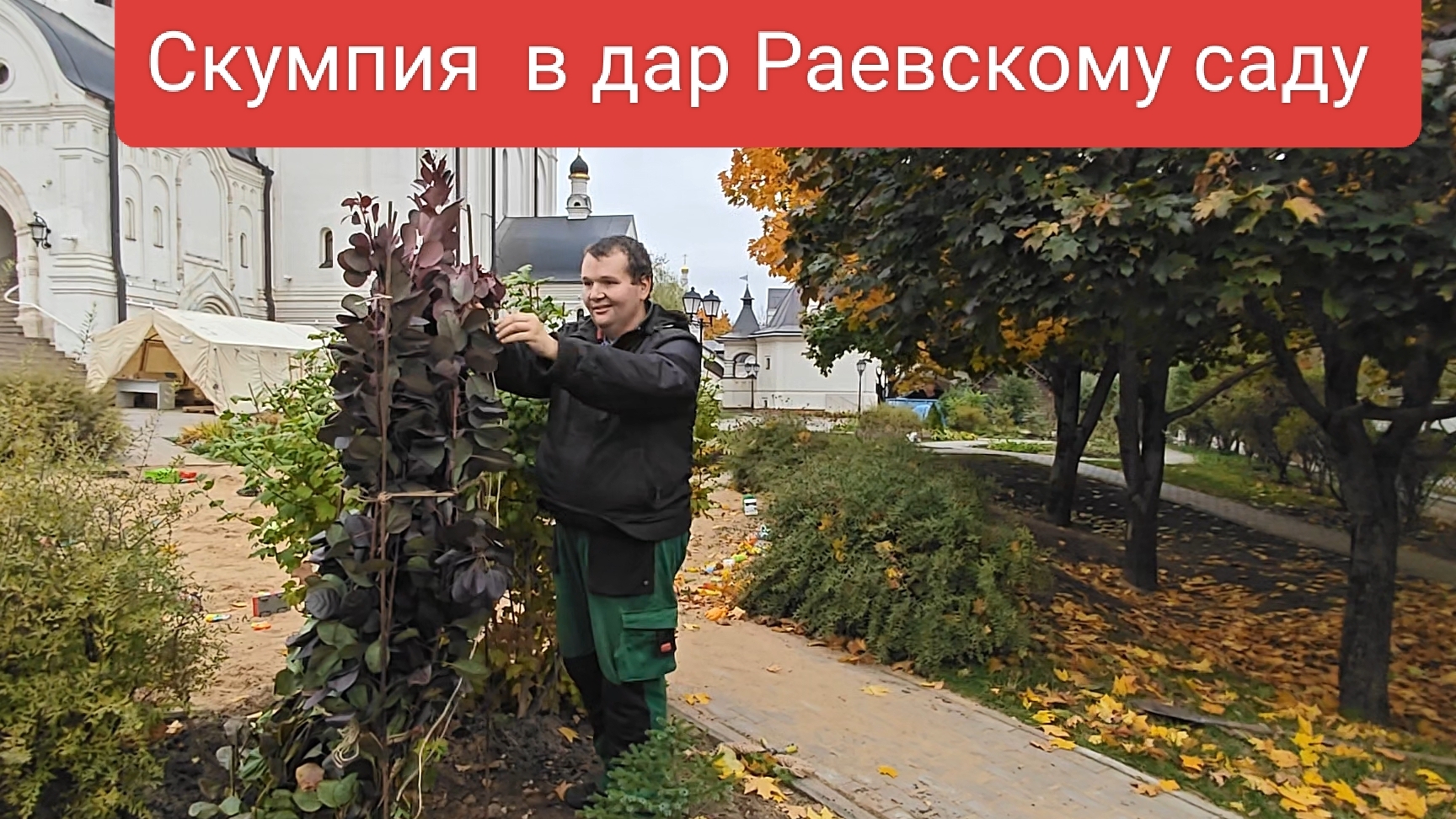 Скумпия кожевенная в дар Раевскому саду