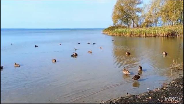 ПЕНСИОНЕРЫ В ПЕРЕСЛАВЛЬ -ЗАЛЕССКЕ. ГУЛЯЮТ ПО ПЛЕЩЕЕВУ ОЗЕРУ, СМОТРЯТ МОНАСТЫРИ, НАПИТЫВАЮТСЯ КРАСОТО