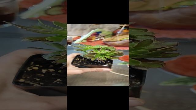 VID_20241014_101458