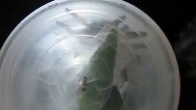 Psalmopoeus slings moult update