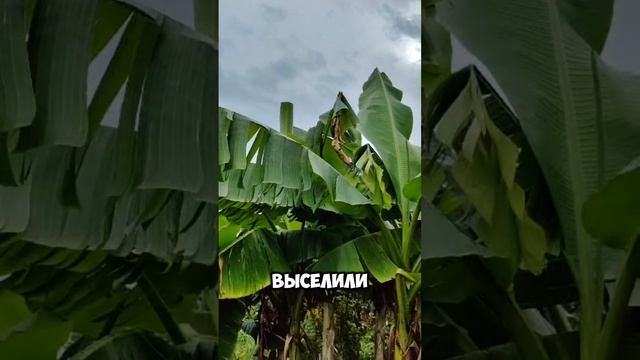 ЧТО БУДЕТ ЕСЛИ НА УЧАСТКЕ ПОСАДИТЬ ОДИН КУСТ БАНАНА