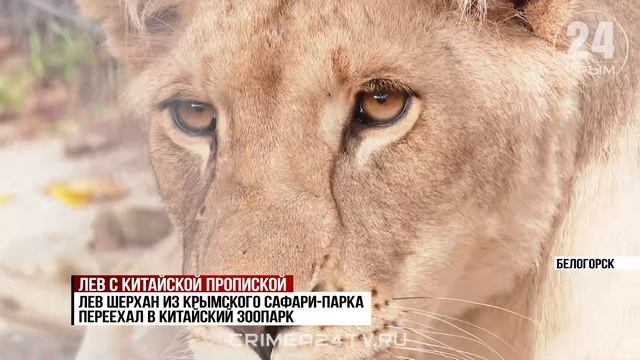 Смена поколений: в крымском сафари-парке родилась львиная тройня