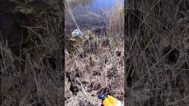 ⬆️Полная версия⬆️Slingshot Fishing (Охота с рогаткой на рыбу) #охотасрогаткой #2023 #змееголов#top