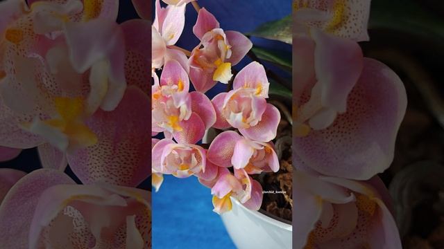 Phal. Oriental (Oranje) 🌸 Ароматная орхидея трилипс Парфюмерная фабрика Оранж снова цветет букетом