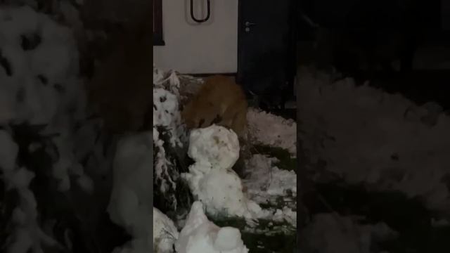 Кото-ломатор