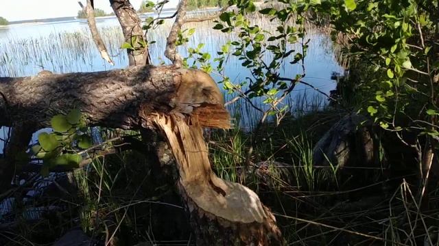 Бобер подгрызает дерево