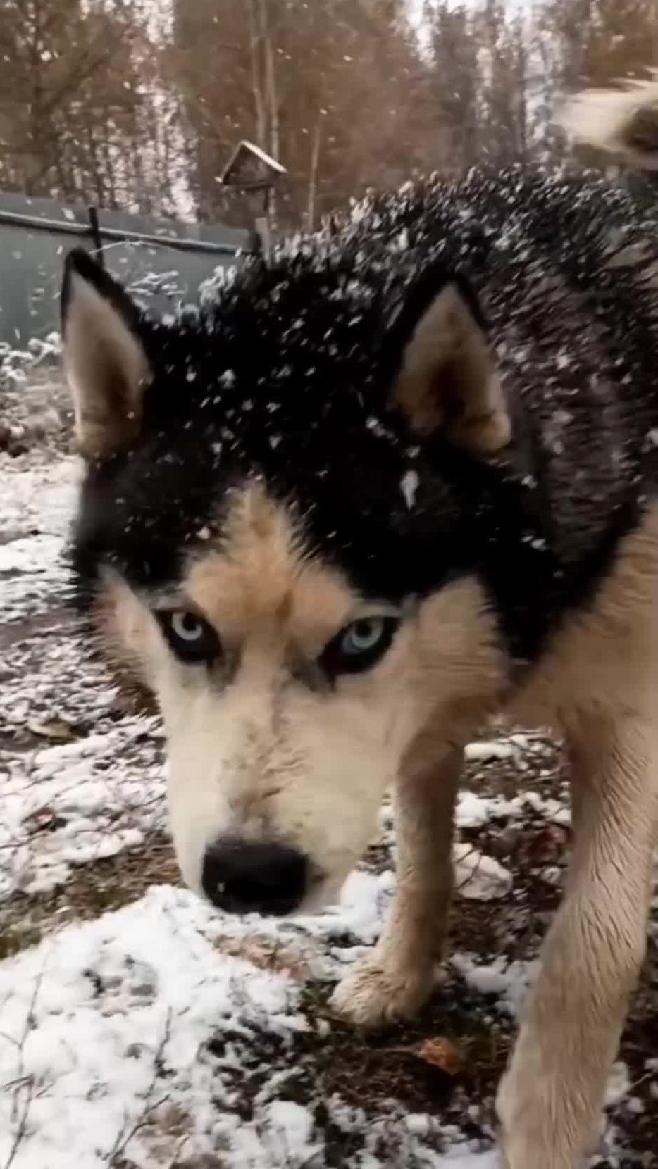 ХАСКИ вышли на охоту. Осенний снег. 🐶🐶