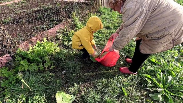 Капуста и деревенские приключения