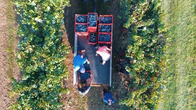 Videoclip Vendemmia Massoglia 2018. By Matt