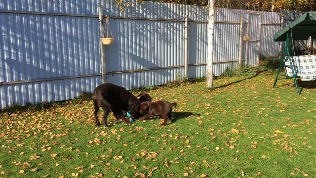 Щенки Лабрадора из питомника Свити Лэнд -  Labrador puppies from Sweety Land Kennel