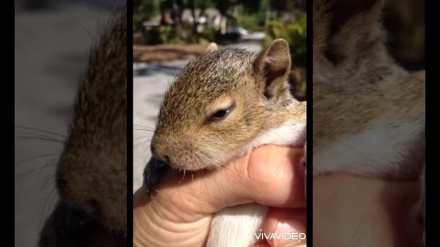 Только родился!!! Неожиданное спасение беспомощного бельчонка.