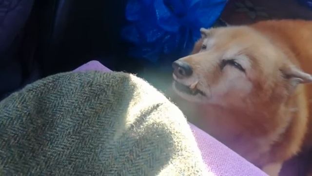 Karelian-Finnish laika tries to sleep in the car