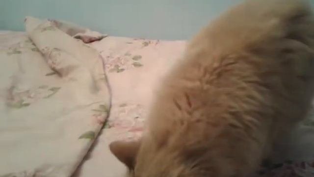 Кошка Рыжа, её голос