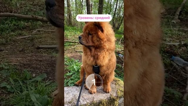 Пишите в комментариях сколько пород смогли назвать ⤵️