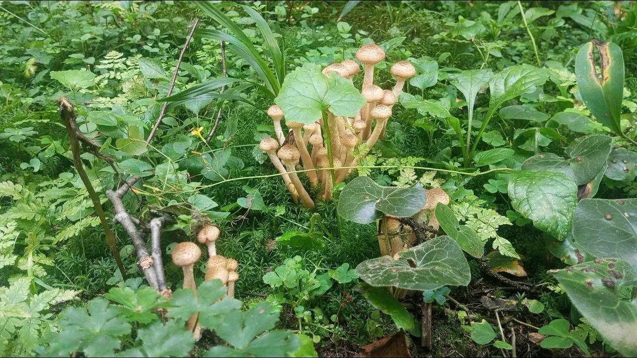 За грибами в новый лес! / WHAT'S HIDING IN THE NEW FOREST? LET'S GO MUSHROOM HUNTING!