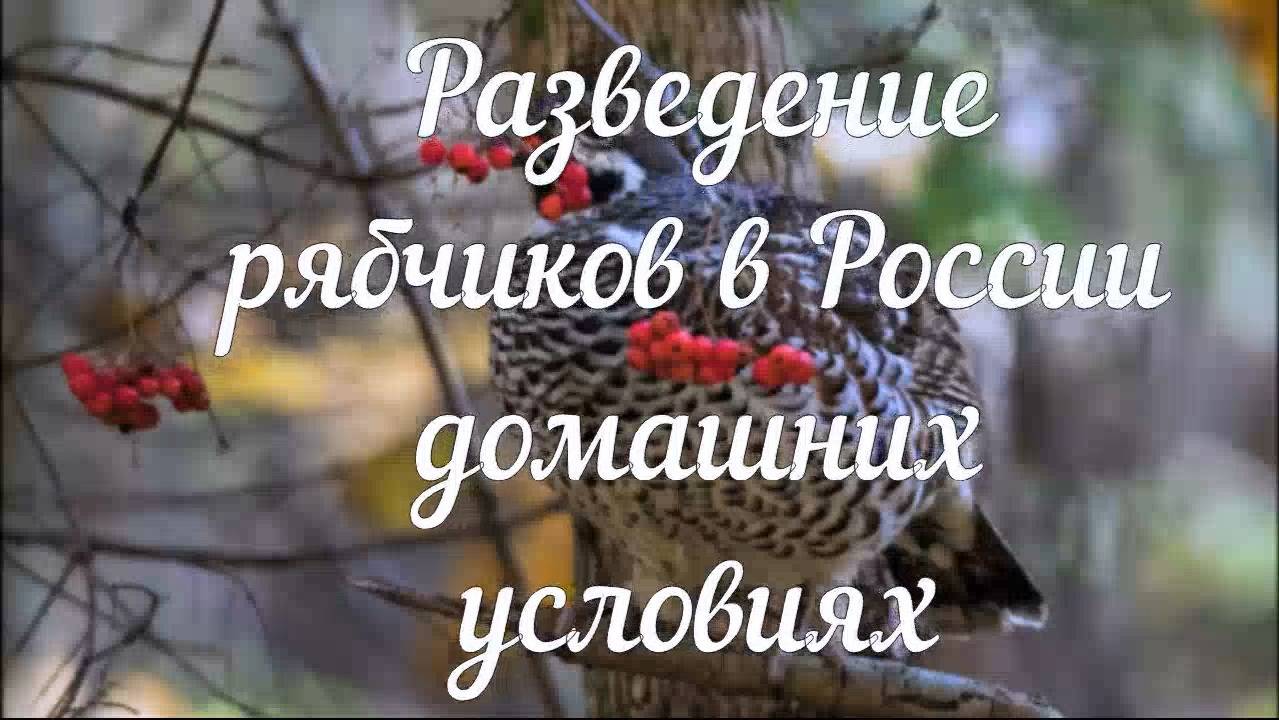 Разведение рябчиков в России домашних условиях