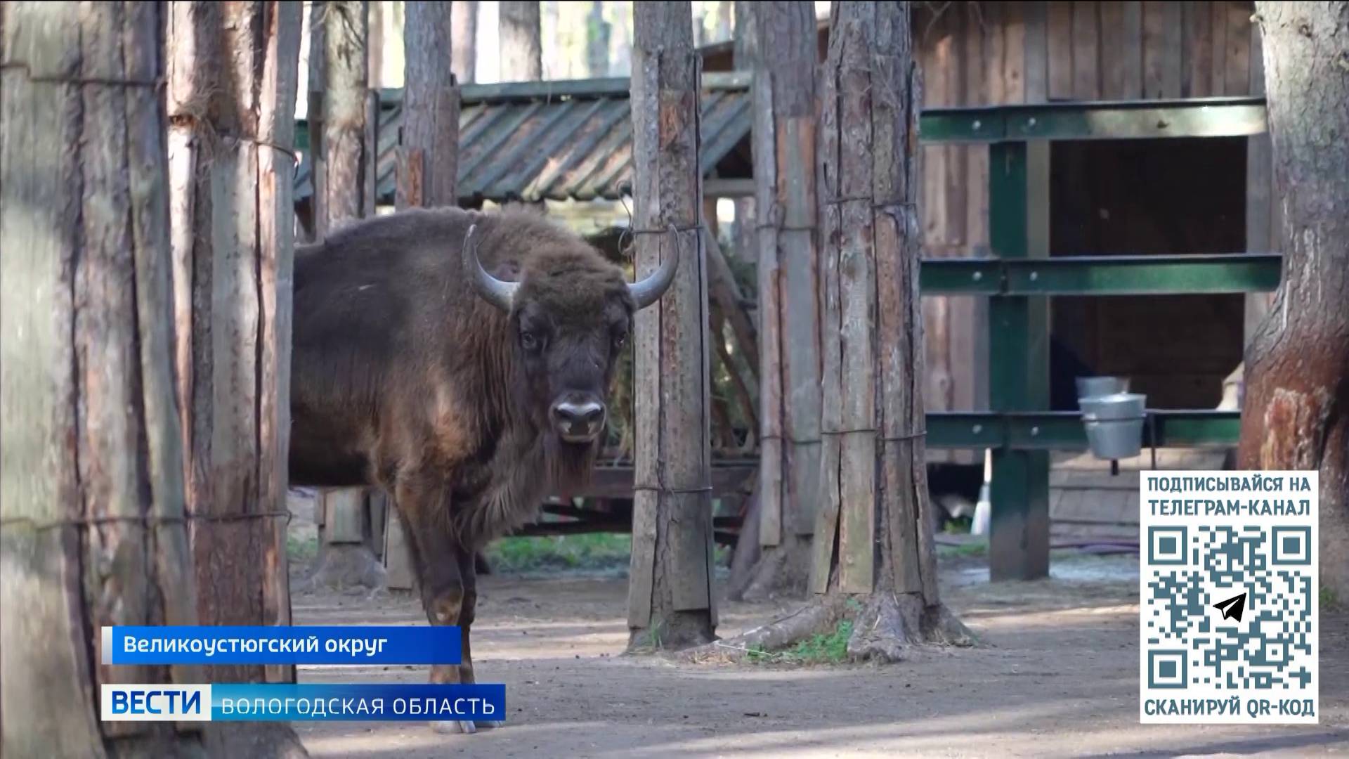 Молодой самец зубра пополнил коллекцию великоустюгского зоосада