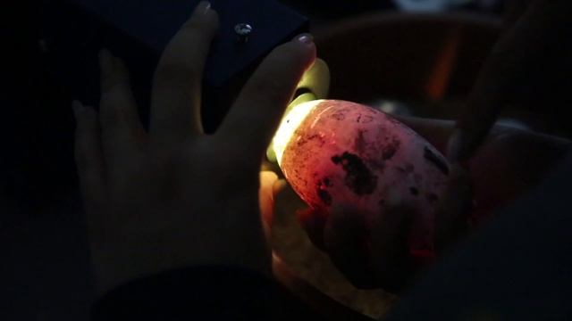 Lincoln Park Zoo Hatches First-Ever Chilean Flamingo