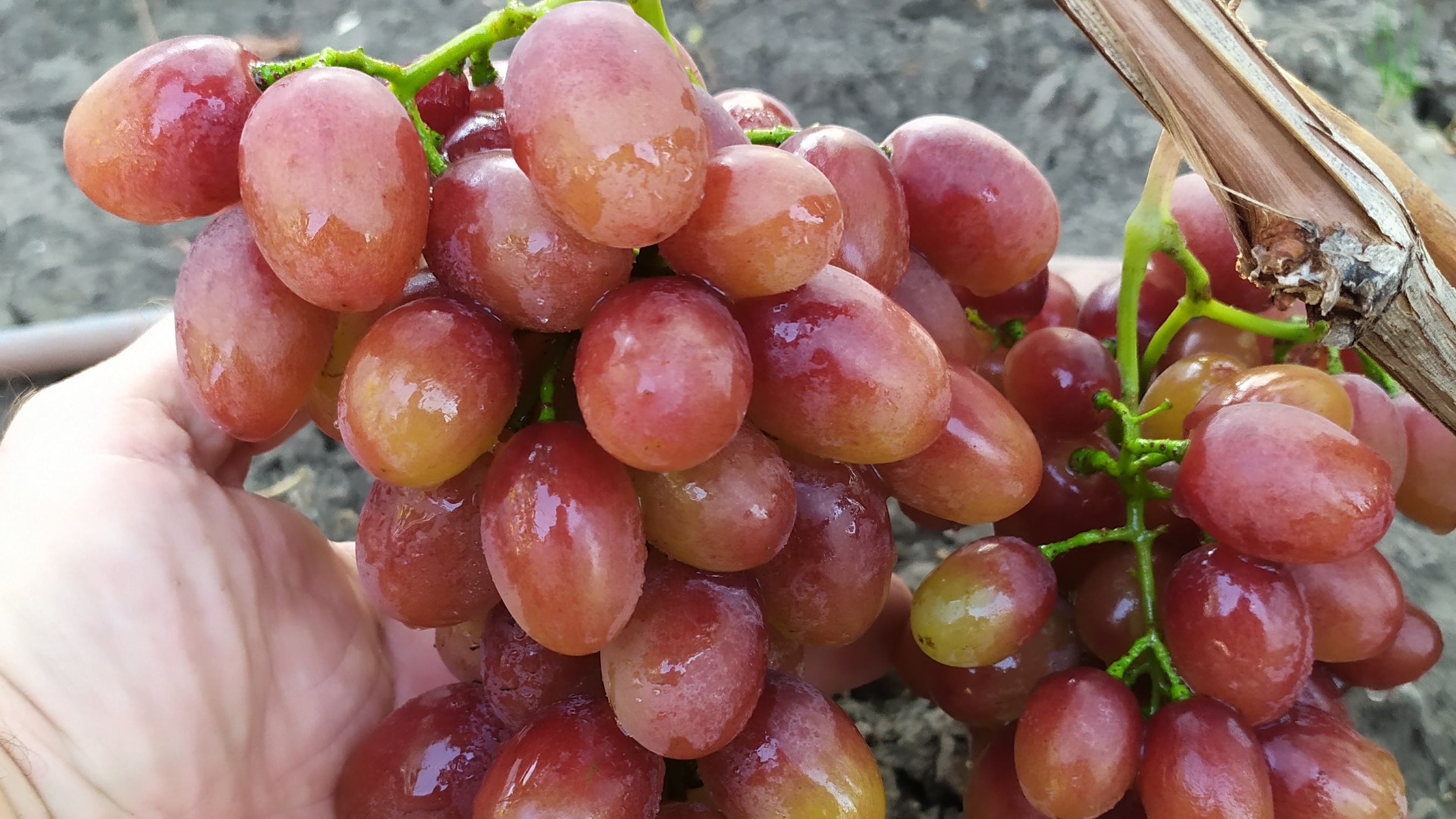 АНДРЕЙ 53 - осенняя вкуснятина!!!