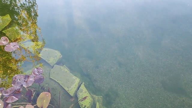 Водоем для плавания, три года жизни.