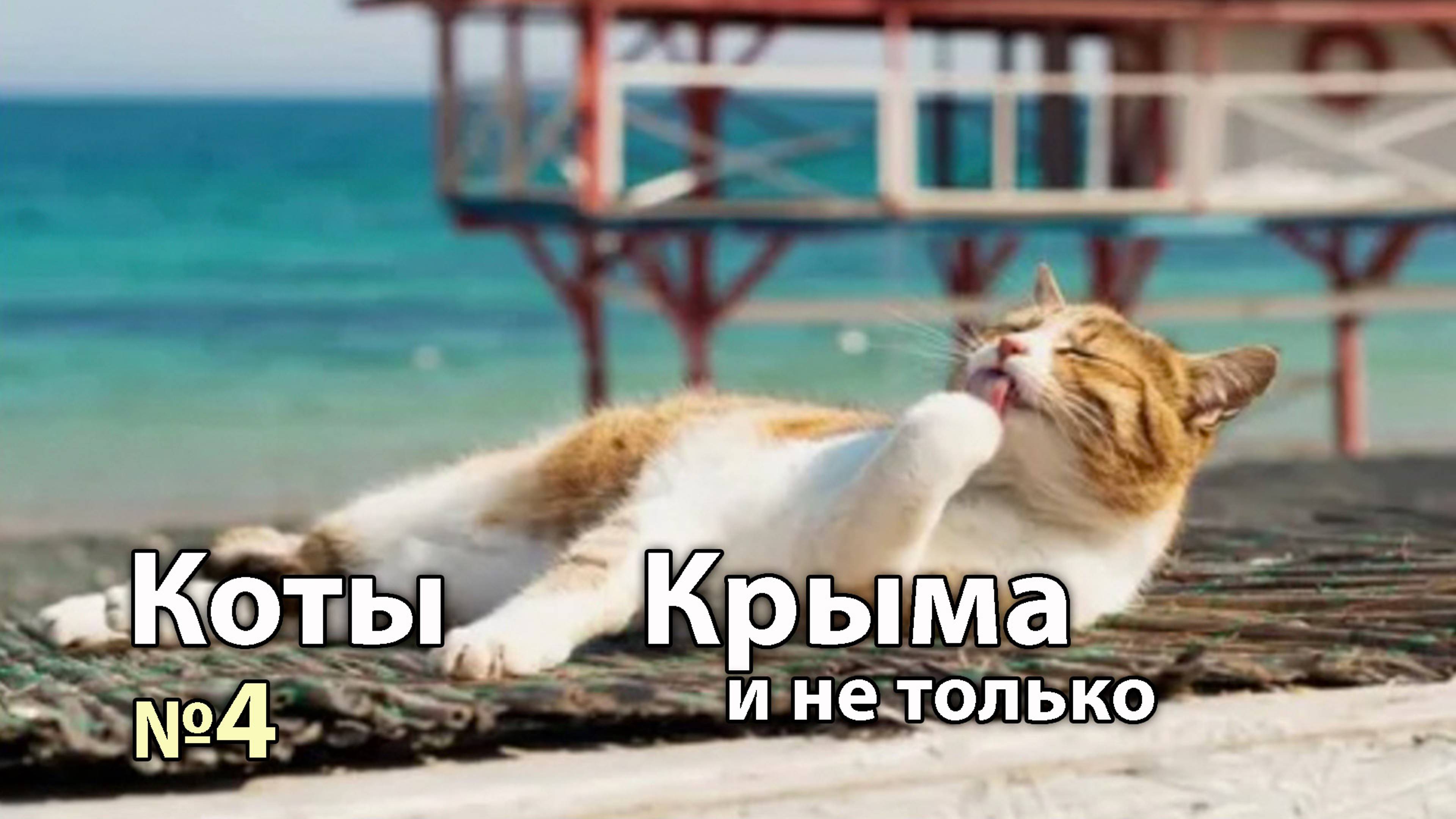 КОТЫ КРЫМА № 4