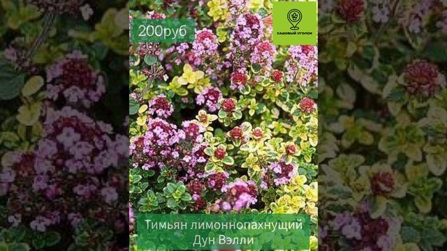 Поступление маленьких декоративных растений   
12.10.2024