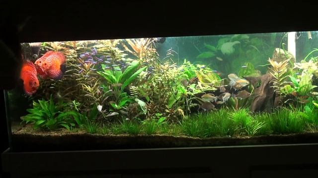 Feeding time planted tank. Jack Wattley Discus